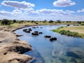 Hippo pool in serengeti national Savanna and safari