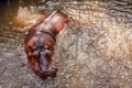 A hippo in pool. Royalty Free Stock Photo