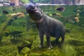 Hippo, pygmy hippopotamus under water Royalty Free Stock Photo