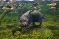 Hippo, pygmy hippopotamus under water Royalty Free Stock Photo