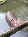 Hippo relaxing at pond