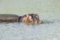 Hippo relaxing in water in the Greater St. Lucia Wetland Park World Heritage Site, St. Lucia, South Africa Royalty Free Stock Photo