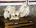 Hippo and Rhino skeletons, South Africa.