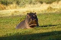 Hippo Rising From The Deep Royalty Free Stock Photo
