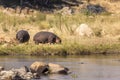 Hippo by the river East Africa Tanzania Royalty Free Stock Photo