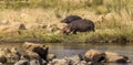 Hippo by the river East Africa Tanzania Royalty Free Stock Photo