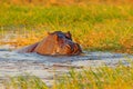 Hippo in river water. Wildlife Africa. African Hippopotamus, Hippopotamus amphibius capensis, with evening sun, animal in the natu Royalty Free Stock Photo