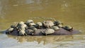 Hippo`s back covered with cute terrapins in Kruger Park South Africa Royalty Free Stock Photo