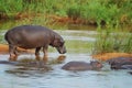 Hippo's (Hippopotamus amphibius) Royalty Free Stock Photo