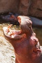 Hippo opening jaws. Head closeup. Royalty Free Stock Photo