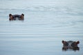 Hippo`s at Kruger National Park