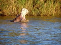 Hippo`s at Lake St. Lucia