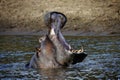 Hippo's mouth opens in the river shot in Masai Mara Kenya Africa Royalty Free Stock Photo