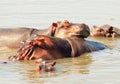 Pod of Hippo`s wallowing in the Luangwa River in Zambia