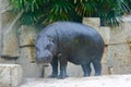 A baby hippopotamus stands on the ground
