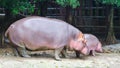 Mother hippopotamus and baby hippopotamus walking