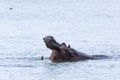 Hippo showing the teeths #2 Royalty Free Stock Photo