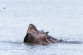 Hippo showing the teeths #3 Royalty Free Stock Photo