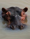 Hippo is sitting in the water. Botswana. Okavango Delta. Royalty Free Stock Photo