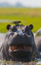 Hippo is sitting in the water. Botswana. Okavango Delta. Royalty Free Stock Photo