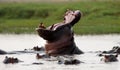 Hippo is sitting in the water, opening his mouth and yawning. Botswana. Okavango Delta.