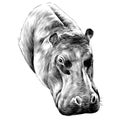 Hippo sketch vector graphics