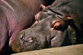 Hippo sleeping zoo