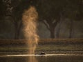 Hippo snorting during sunset Royalty Free Stock Photo