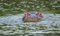 A hippo in a close wide shot looking scared