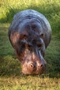 Hippo stands on grass lawn facing camera Royalty Free Stock Photo