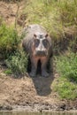 Hippo stands in grassy gully facing camera Royalty Free Stock Photo