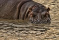 Hippo stare down Royalty Free Stock Photo