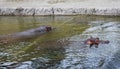 Hippopotamus amphibius, at the zoo. Royalty Free Stock Photo