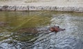 Hippopotamus amphibius, at the zoo. Royalty Free Stock Photo