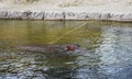 Hippopotamus amphibius, at the zoo. Royalty Free Stock Photo