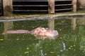 Hippo swim inside dirty water