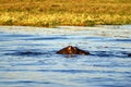 Hippopotamus in a river Royalty Free Stock Photo