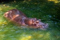 Hippo in green Water