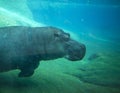 Hippo swimming in San Diego zoo.