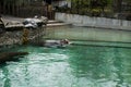 Hippo swimming in water, danger animal in zoo. Hippopotamus enjoying submerge and pop up on the water surface in Philadelphia zoo