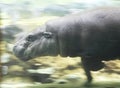 Hippo swims under water