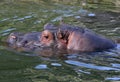 Basel - Zoo, Hippo / Flusspferd schwimmt Royalty Free Stock Photo