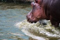 The Hippopotamus beating the heat!