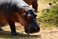 Hippo tans Royalty Free Stock Photo