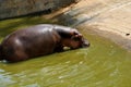 Hippo tans