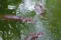 Hippo in Thailand zoo Royalty Free Stock Photo