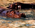 Hippo Royalty Free Stock Photo