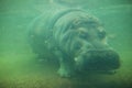 Hippo under water Royalty Free Stock Photo