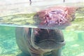 Hippo under water show its ears and eyes in zoo aquarium with sun light Royalty Free Stock Photo