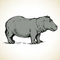 Hippo. Vector drawing
